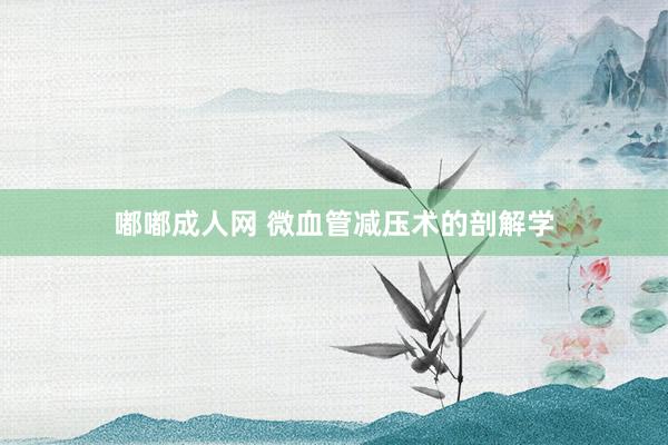 嘟嘟成人网 微血管减压术的剖解学
